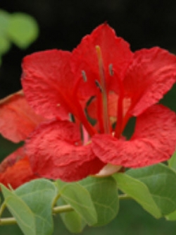 ต้นกาหลง ดอกแดง สูง 20-30 ซ.ม. / ต้น