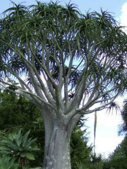 ว่านหางจระเข้ต้น (Aloe Barberae / Aloidendron) / 10 เม็ด (UK)