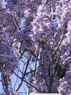 เพาโลเนีย (Paulownia Elongata) / 500 เม็ด (Portugal)*