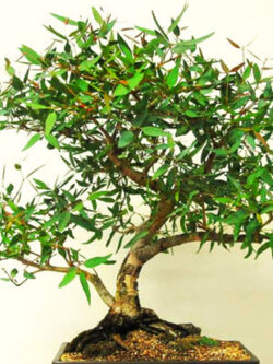 ยูคาลิปตัส เลมอน (Lemon-Scented Gum) หรือ คอรีมเบีย (Corymbia) / 50 เม็ด (UK)