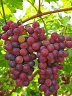 ต้นองุ่น คาร์ดินัล (Cardinal) / ต้น