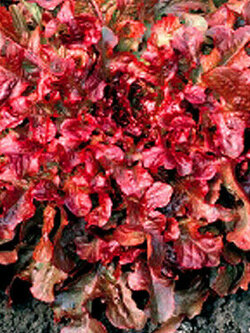 สลัดผักกาดแดง (Red Lettuce) / 1,100 เม็ด (UK)