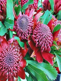 วาราท่าห์ (Waratah) / 5 เม็ด (Australia)