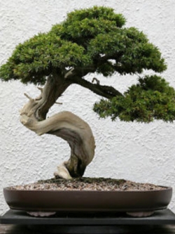สนแดงญี่ปุ่น (Japanese Red Pine) / 10 เม็ด (Spain)