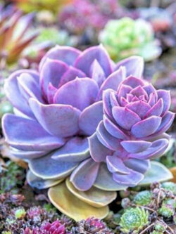 Japanese Succulents คละ / 100 เม็ด (นอก)