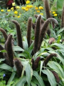 หญ้าน้ำพุ (Pennisetum glaucum) / 100 เม็ด