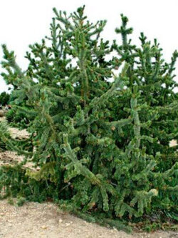 สนร็อคกี้เม้าเท่น (Rocky Mountain Bristlecone Pine) / 10 เม็ด (UK)