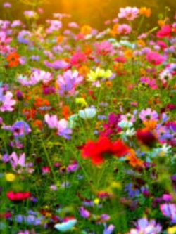 ดอกไม้ป่า (wildflowers) คละ / น้ำหนัก 1 กรัม (UK)