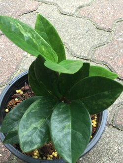 ต้นกวักมรกตแคระด่าง กระถาง 6 นิ้ว / ต้น