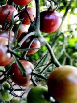 มะเขือเทศสีม่วง (purple pearl) ซอง 20 เม็ด (C094)