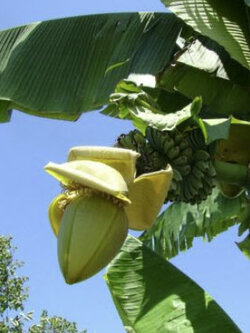 กล้วยไห่หนาน (Hainan Banana) / 50 เม็ด (China)