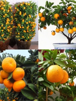 ส้ม แมนดาริน (Mandarin orange) / 30 เม็ด