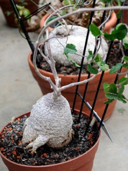 Fockea edulis / 5 เม็ด (Germany)