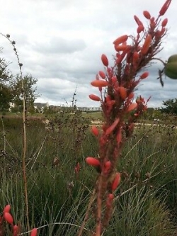 ยุกคาแดงเท็กซัส (Texas Red Yucca) / 10 เม็ด (Texas, USA)
