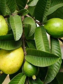 ฝรั่งเหลือง (Yellow Guava) / 10 เม็ด (Australia)