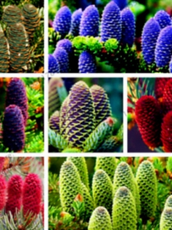 สนเกาหลี (Abies Koreana) คละสี / 100 เม็ด
