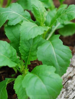 ร็อคเกท วาซาบิ (Rocket Wasabi) / 100 เม็ด (Australia) *