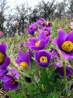 พาสคิวม่วง (Pasquale flower violet) / 100 เม็ด (UK)