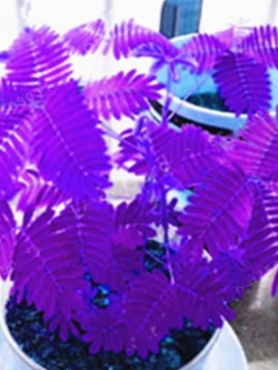 ไมยราบ (Sensitive plant) ใบสีม่วง / 15 เม็ด (นอก)