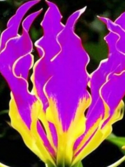 ดองดึง (Flame lily / Climbing lily) ดอกสีม่วง / 100 เม็ด