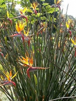 ปักษาสวรรค์ไร้ใบ (Strelitzia juncea) / 1 เม็ด (UK)