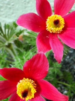 พาสคิว ฟลาวเวอร์แดง (Pasque flower Red) / 35 เม็ด (นอก)