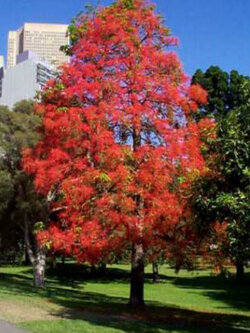 ต้นเพลิงภาณุ (Illawarra Flame Tree) กระถาง 8 นิ้ว สูง 30-45 ซ.ม. หายาก