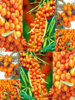 ซีบัคธอร์น (Sea Buckthorn) / 100 เม็ด
