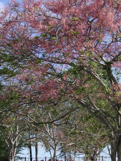 กาฬพฤกษ์ หรือกาลพฤกษ์ (Pink Shower Tree) / 25 เม็ด (P2S)