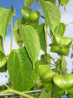 ดาวอินคา หรือถั่วดาวอินคา (Inca peanut) / 25 เม็ด (Germany)