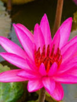 บัวสายแดง / 200 เม็ด*