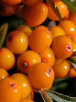 ซีบัคธอร์น (Sea Buckthorn) / 100 เม็ด (Portugal)