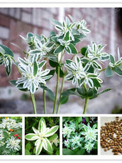 ยูฟอร์เบีย มาร์จินาต้า (Euphorbia Marginata) / 25 เม็ด