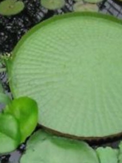 บัววิคทอเรีย / บัวกระด้ง / 7 เม็ด