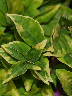 ต้นเฟื่องฟ้า ใบด่างเหลือง สูง 30-50 ซ.ม. / ต้น