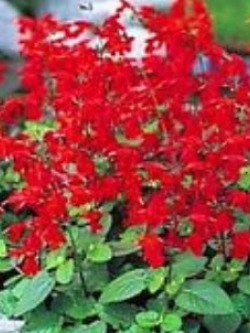 ซัลเวีย (Salvia / Coccinea) สีแดง / 300 เม็ด (UK)