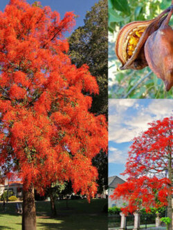 เพลิงภาณุ (Illawarra Flame Tree) / 5 เม็ด (Portugal)