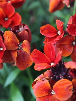 วอลฟลาวเวอร์ (Wallflower - Fire King) / 50 เม็ด (Australia)