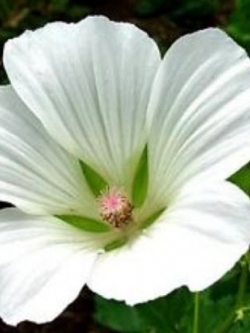 มาโลปขาว (White Malope) / 10 เม็ด (USA)
