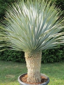 บีค ยุกค่า (Beaked Yucca) / 10 เม็ด (UK)