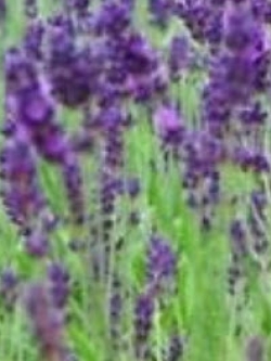 ฮอลลีฮ็อค (Hollyhock) สีม่วง / 100 เม็ด