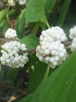 บิวตี้เบอรี่ (Beautyberry) สีขาว / 5 เม็ด (USA)