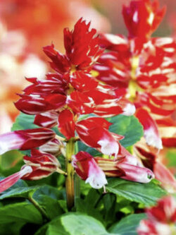 เสจ สีส้ม (Sage Scarlet - orange Bicolor) / 15 เม็ด (UK)
