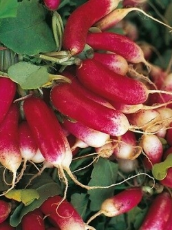 หัวไชเท้าแดง - French Breakfast / 2,000 เม็ด (UK)