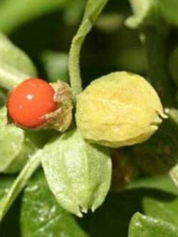 โสมอินเดีย (Indian Ginseng) / 50 เม็ด (India) *