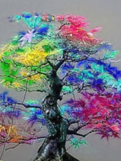 เมเปิ้ลแฟนซี (Rainbow Maple) / 20 เม็ด