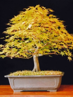 Japanese Maple Bonsai สีเหลือง / 20 เม็ด