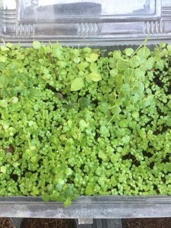 ต้นกล้าผักกระสัง ถาด(หรือกล่องโฟม) / ชิ้น