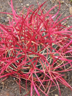 เฟอโรแคคตัส แกลซิลิส หรือแคคตัสแดง (Ferocactus Glacilis) / 15 เม็ด (Spain)