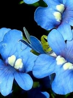 เนมีเซีย บลู เจ็ม (Nemesia Blue Gem) สีฟ้า / 1,300 เม็ด (Poland)